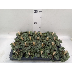 Peperomia albov. 'Piccolo Banda'