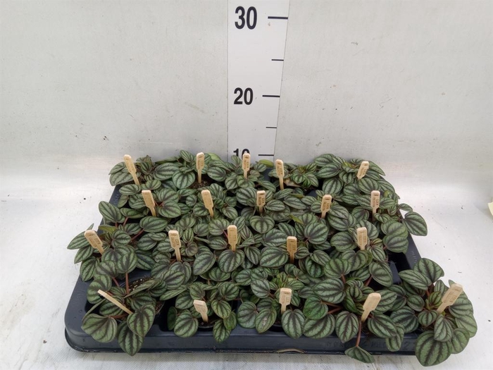 <h4>Peperomia albov. 'Piccolo Banda'</h4>