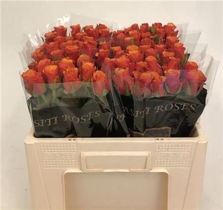 <h4>R Gr Espana</h4>