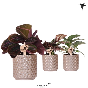 Kolibri Greens Calathea mix in Diamond Pearl pot sand