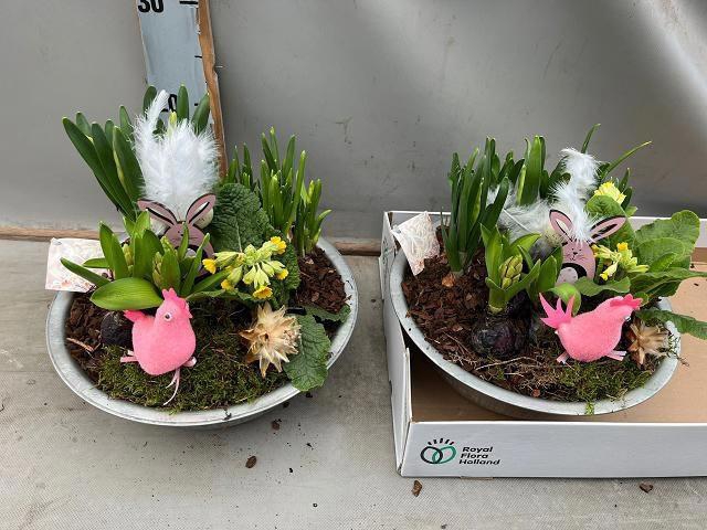 <h4>ARR BOL KNOLGEWAS</h4>