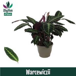 Calathea 32cm Warcewiczii Rhythm of Nature