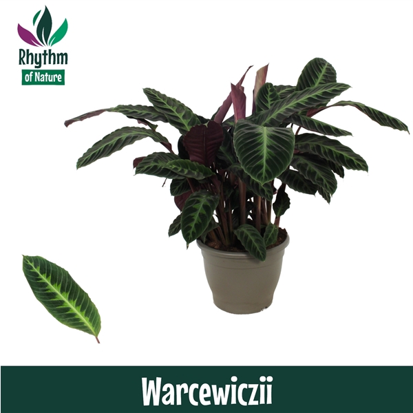 <h4>Calathea 32cm Warcewiczii Rhythm of Nature</h4>