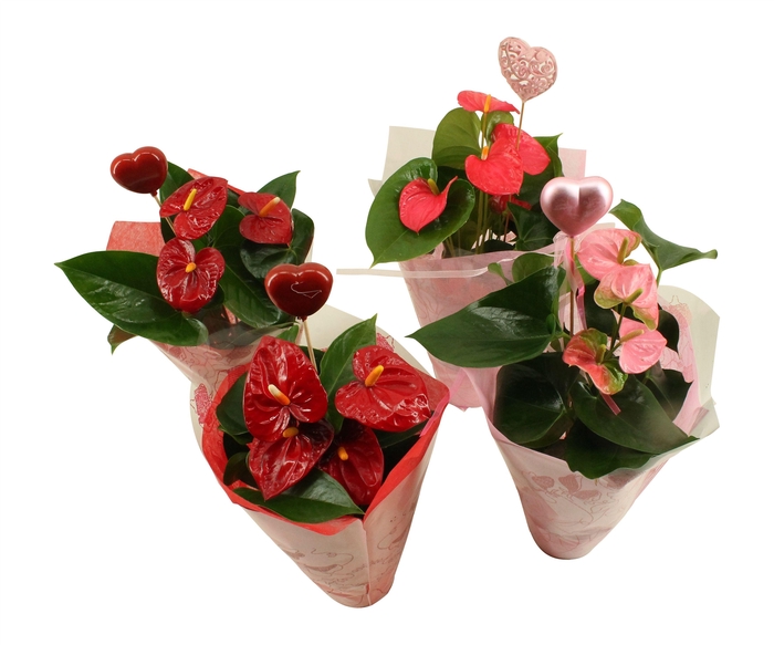 <h4>Anthurium Flamingomix 14cm met hartje</h4>