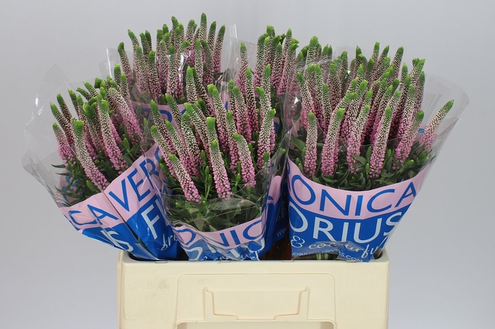 <h4>Veronica Enjoyce X 25</h4>