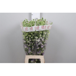 Cons R D White/blue Edge