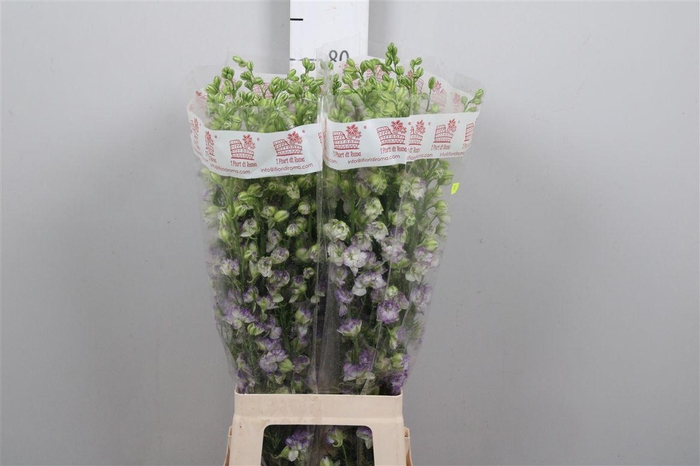 <h4>Cons R D White/blue Edge</h4>