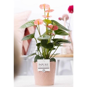 Anthurium pink (Spirit) in P&PURE Juliette cer. pink