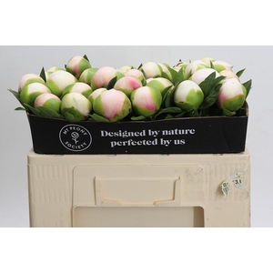 Paeonia (Herb. Hybrid Grp) 'Colonel Owen Cousins'