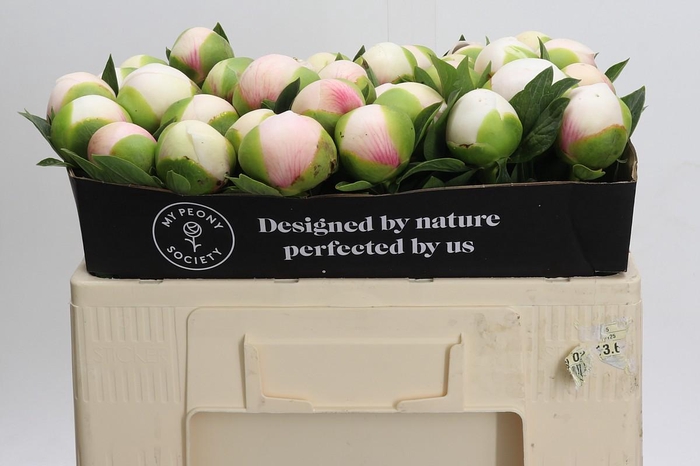 <h4>Paeonia (Herb. Hybrid Grp) 'Colonel Owen Cousins'</h4>