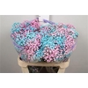 Gyps Rb Apricot Turquoise