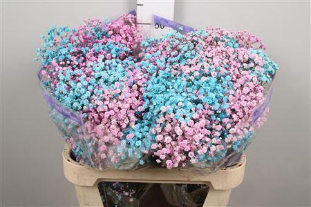 <h4>Gyps Rb Pink Turquoise (box)</h4>