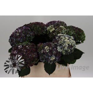 Hydrangea mag revolution classic