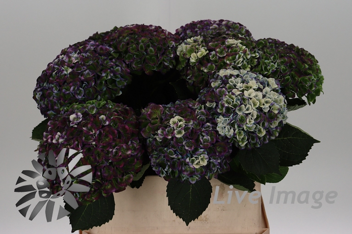 <h4>Hydrangea mag revolution classic</h4>