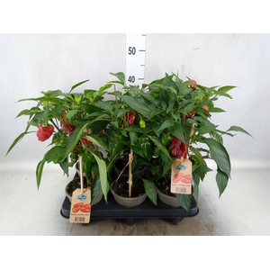 Capsicum annuum   ...paprika