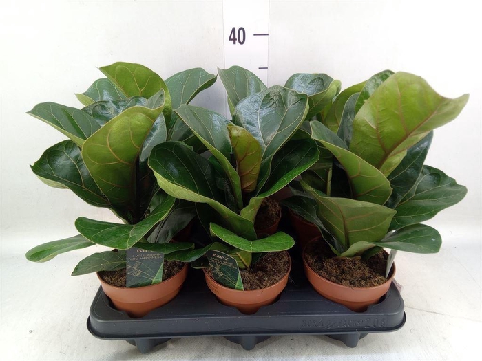 <h4>Ficus lyrata 'Bambino'</h4>