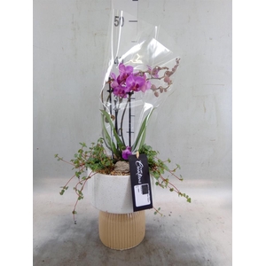 Arr.  Phalaenopsis  H%