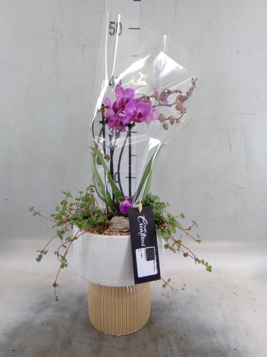 <h4>Arr.  Phalaenopsis  H%</h4>