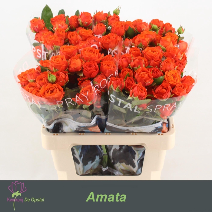 <h4>R Tr Amata</h4>
