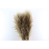Cortaderia Naturel Dried P Stem