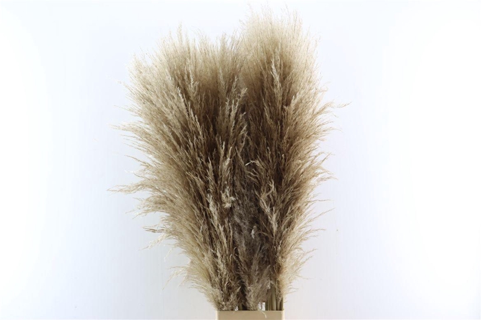 Cortaderia Naturel Dried P Stem