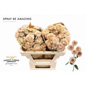 Rosa Spray Be Amazing