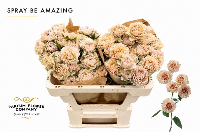 <h4>Rosa Spray Be Amazing</h4>