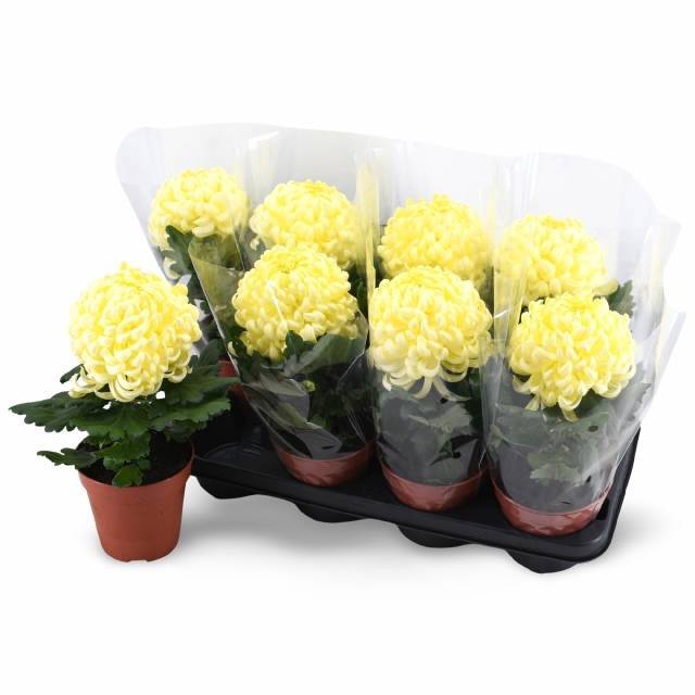 <h4>CHRYS VIENNA CREAM</h4>