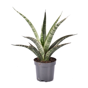 Sansevieria trifasciata 'Megan' p10.5