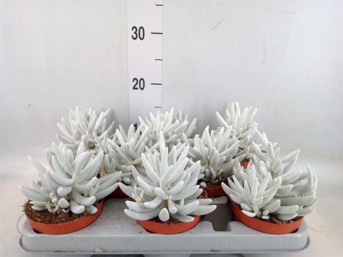 <h4>Senecio   ...</h4>