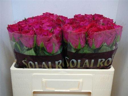 <h4>R Gr Madam Cerise</h4>