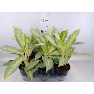 Aglaonema   ...