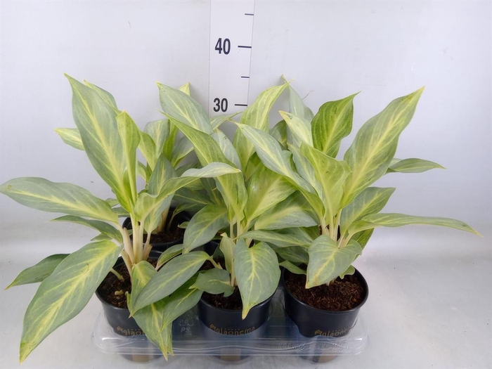 <h4>Aglaonema   ...</h4>