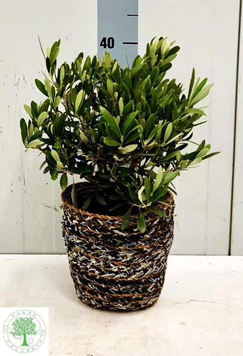 <h4>OLEA EUROPAEA</h4>