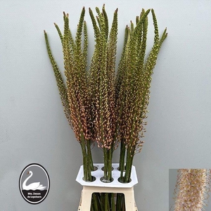 EREMURUS ROMANCE