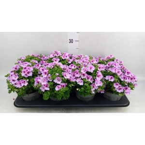 Pelargonium gran.   ..