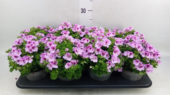 <h4>Pelargonium gran.   ..</h4>