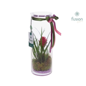 Glas Cilinder vaas met Tillandsia