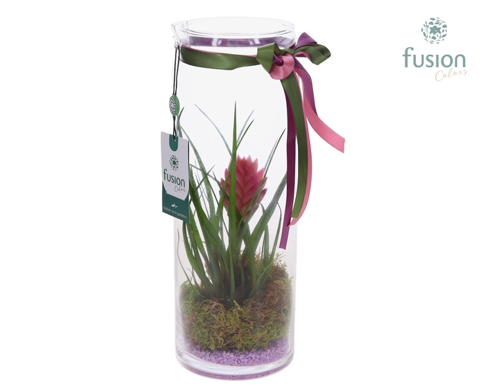 <h4>Glas Cilinder vaas met Tillandsia</h4>