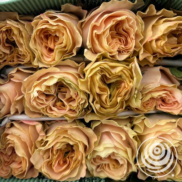 <h4>R Eq Princess Crown</h4>