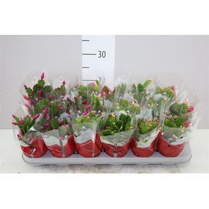 Schlumbergera Gemengd 20+