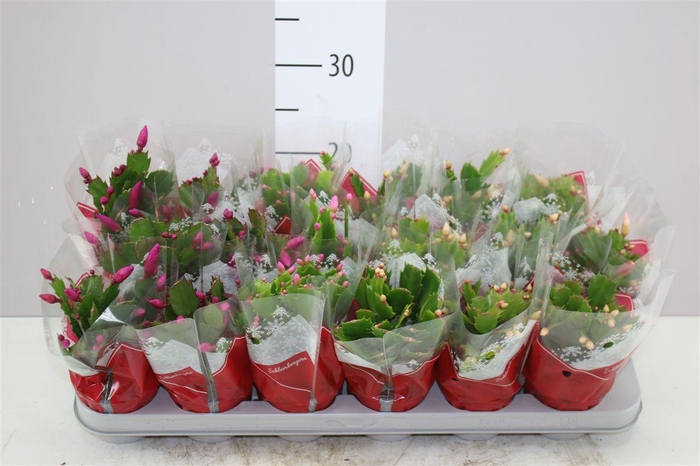 <h4>Schlumbergera Gemengd 20+</h4>
