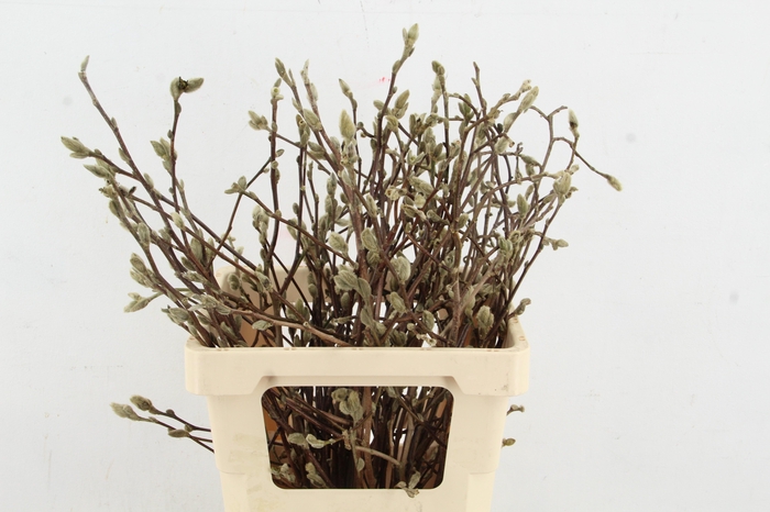 <h4>MAGNOLIA STER WIT PER STEM 060CM</h4>