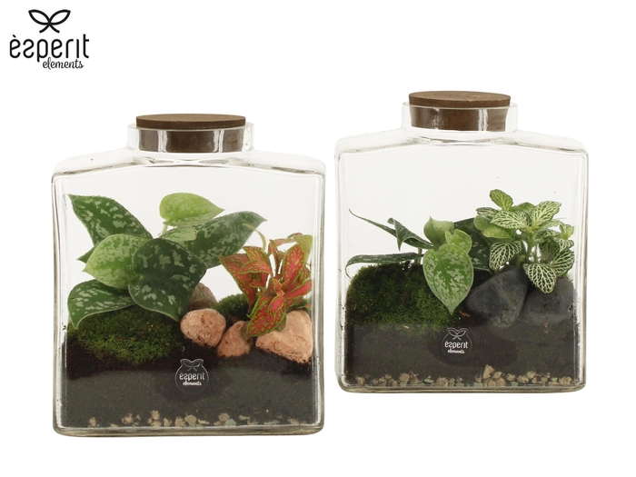 <h4>90889: Terrarium arrangement</h4>