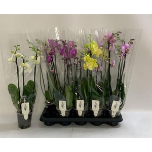 PHAL GEM