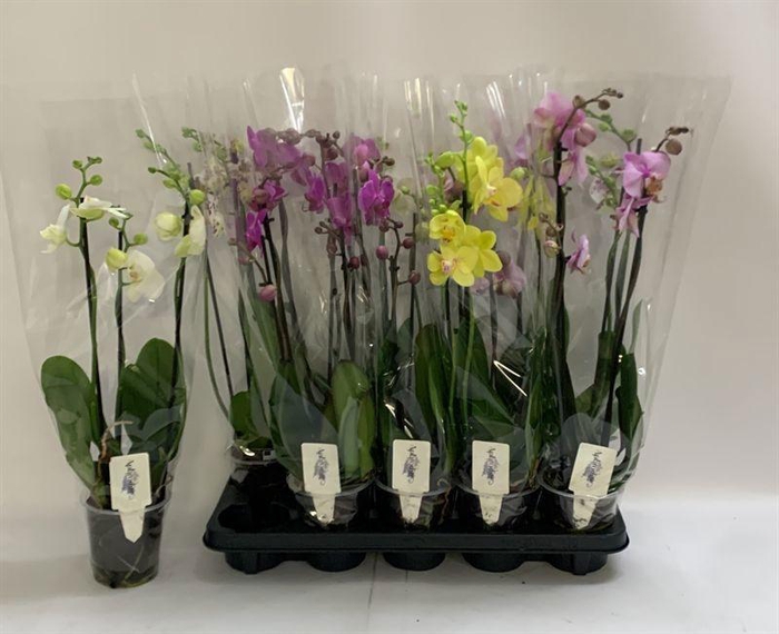 <h4>PHAL GEM</h4>