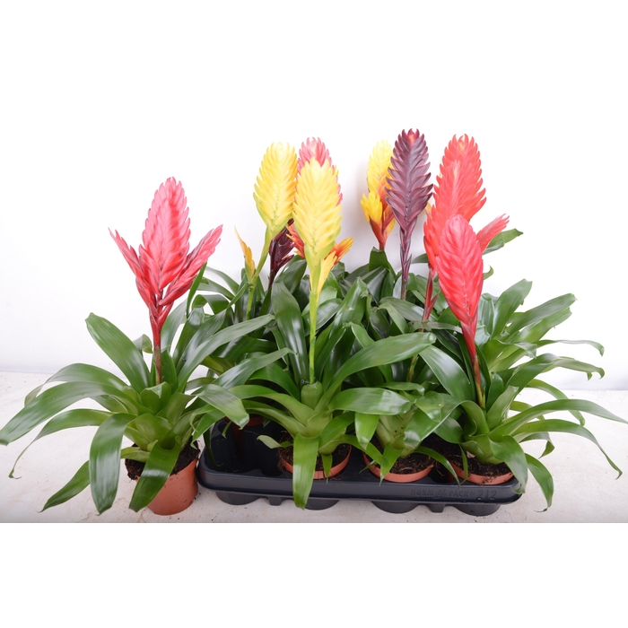 <h4>VRIES GEM 6 SRT</h4>