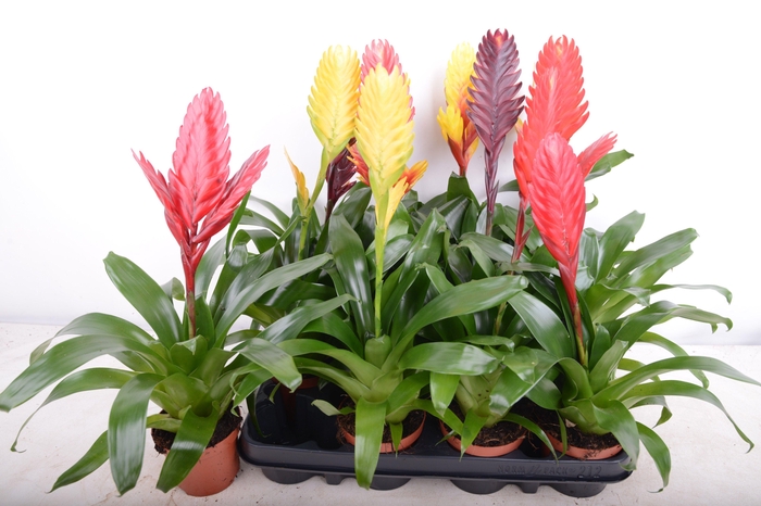 <h4>VRIES GEM 6 SRT</h4>