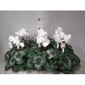 Cyclamen GR 'Leopardo'