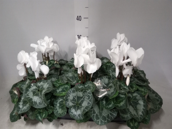 <h4>Cyclamen GR 'Leopardo'</h4>